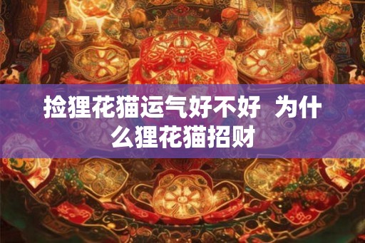 捡狸花猫运气好不好  为什么狸花猫招财