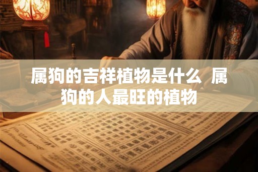 属狗的吉祥植物是什么  属狗的人最旺的植物