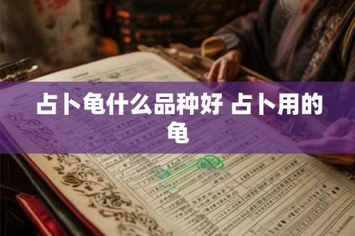 占卜龟什么品种好 占卜用的龟