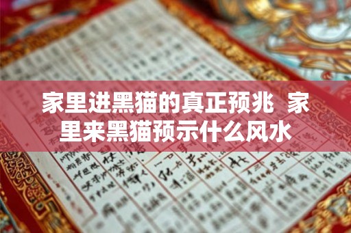 家里进黑猫的真正预兆  家里来黑猫预示什么风水