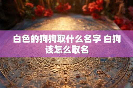 白色的狗狗取什么名字 白狗该怎么取名