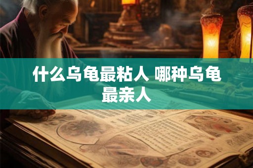 什么乌龟最粘人 哪种乌龟最亲人