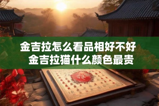 金吉拉怎么看品相好不好  金吉拉猫什么颜色最贵
