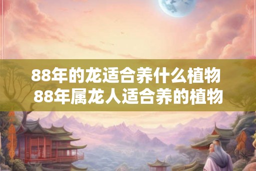 88年的龙适合养什么植物 88年属龙人适合养的植物