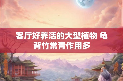 客厅好养活的大型植物 龟背竹常青作用多