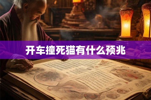 开车撞死猫有什么预兆
