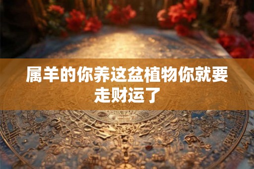 属羊的你养这盆植物你就要走财运了