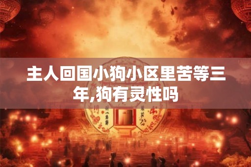主人回国小狗小区里苦等三年,狗有灵性吗