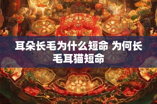 耳朵长毛为什么短命 为何长毛耳猫短命