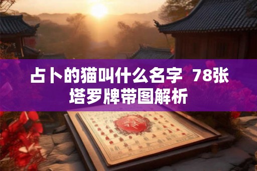 占卜的猫叫什么名字  78张塔罗牌带图解析
