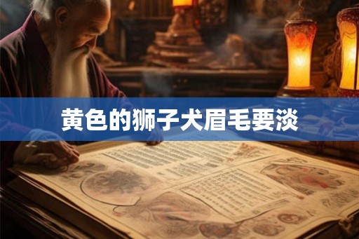 黄色的狮子犬眉毛要淡 黄色的狮子犬眉毛要淡