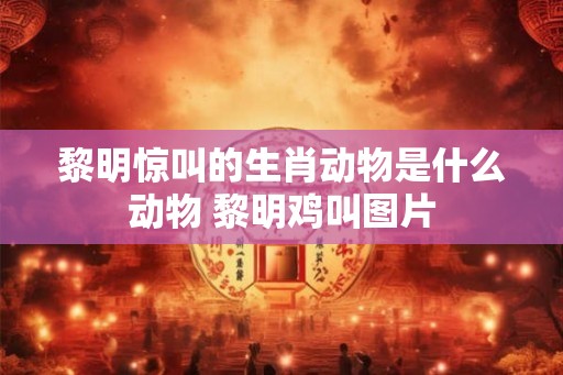 黎明惊叫的生肖动物是什么动物 黎明鸡叫图片