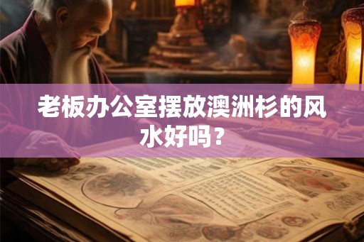 老板办公室摆放澳洲杉的风水好吗？
