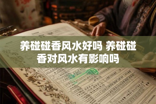 养碰碰香风水好吗 养碰碰香对风水有影响吗