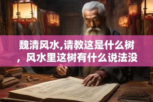 魏清风水,请教这是什么树，风水里这树有什么说法没