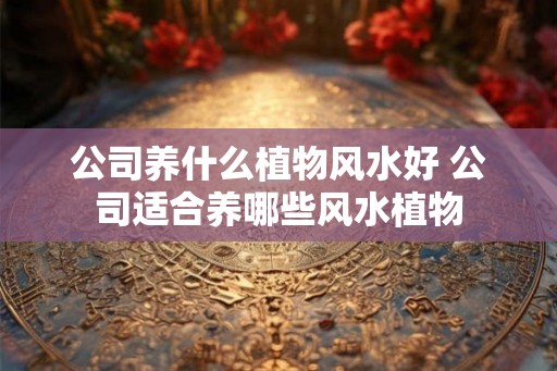 公司养什么植物风水好 公司适合养哪些风水植物