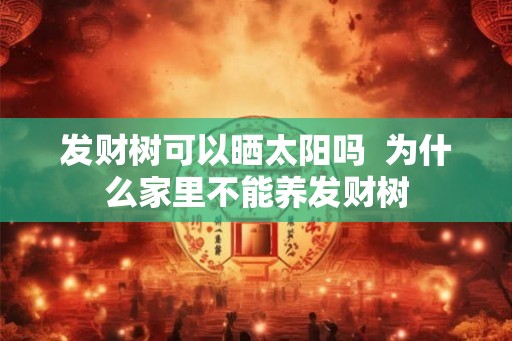 发财树可以晒太阳吗  为什么家里不能养发财树