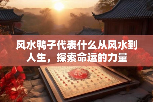 风水鸭子代表什么从风水到人生，探索命运的力量