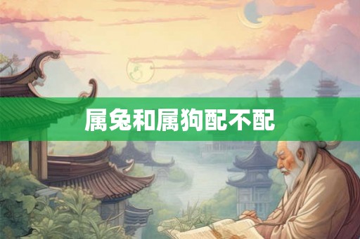 属兔和属狗配不配