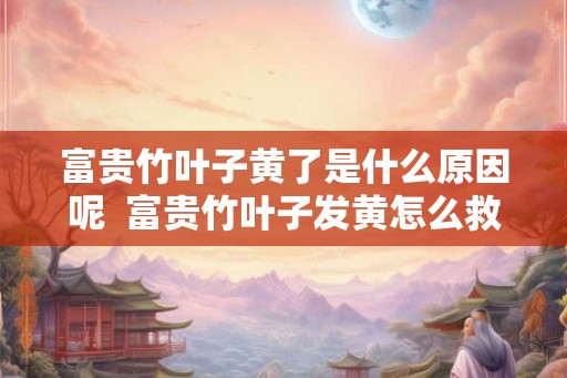 富贵竹叶子黄了是什么原因呢  富贵竹叶子发黄怎么救水养盆栽