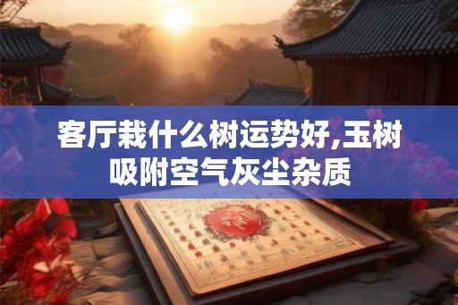 客厅栽什么树运势好,玉树吸附空气灰尘杂质