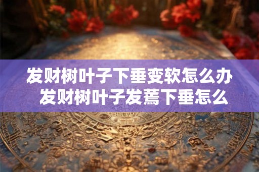 发财树叶子下垂变软怎么办  发财树叶子发蔫下垂怎么挽救