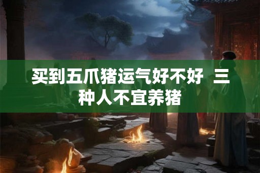 买到五爪猪运气好不好  三种人不宜养猪