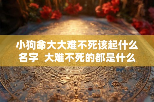 小狗命大大难不死该起什么名字 大难不死的都是什么命 小狗命大大难不死该起什么名字 大难不死的都是什么命