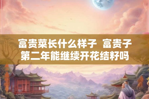 富贵菜长什么样子 富贵子第二年能继续开花结籽吗 富贵菜长什么样子 富贵子第二年能继续开花结籽吗