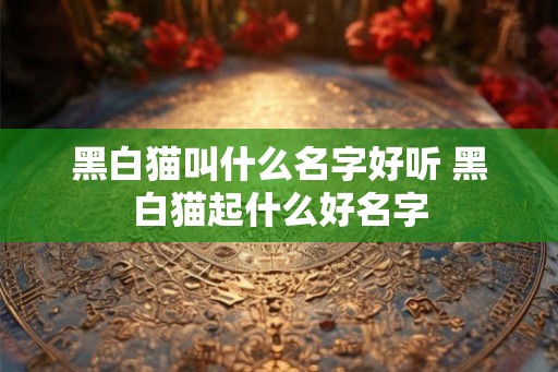 黑白猫叫什么名字好听 黑白猫起什么好名字