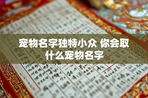 宠物名字独特小众 你会取什么宠物名字 宠物名字独特小众 你会取什么宠物名字